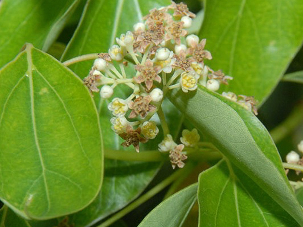 Proprietà dell'olio essenziale di Canfora